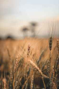 close up of a wheat plant in a cropland